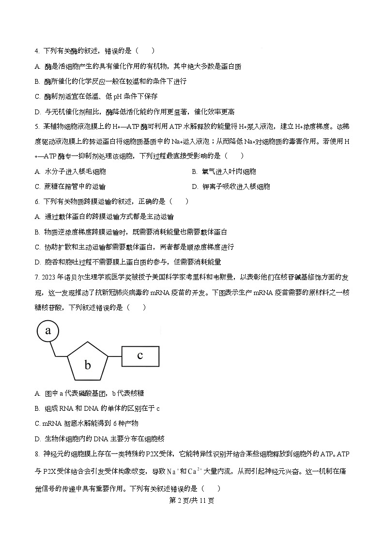 河北省衡水市冀州区河北冀州中学2026届高三上学期11月期中生物试题（原卷版）第2页