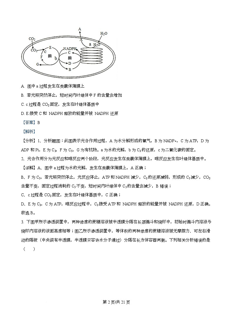 四川省成都市实验外国语学校2026届高三上学期期中考试生物试题 Word版含解析第2页