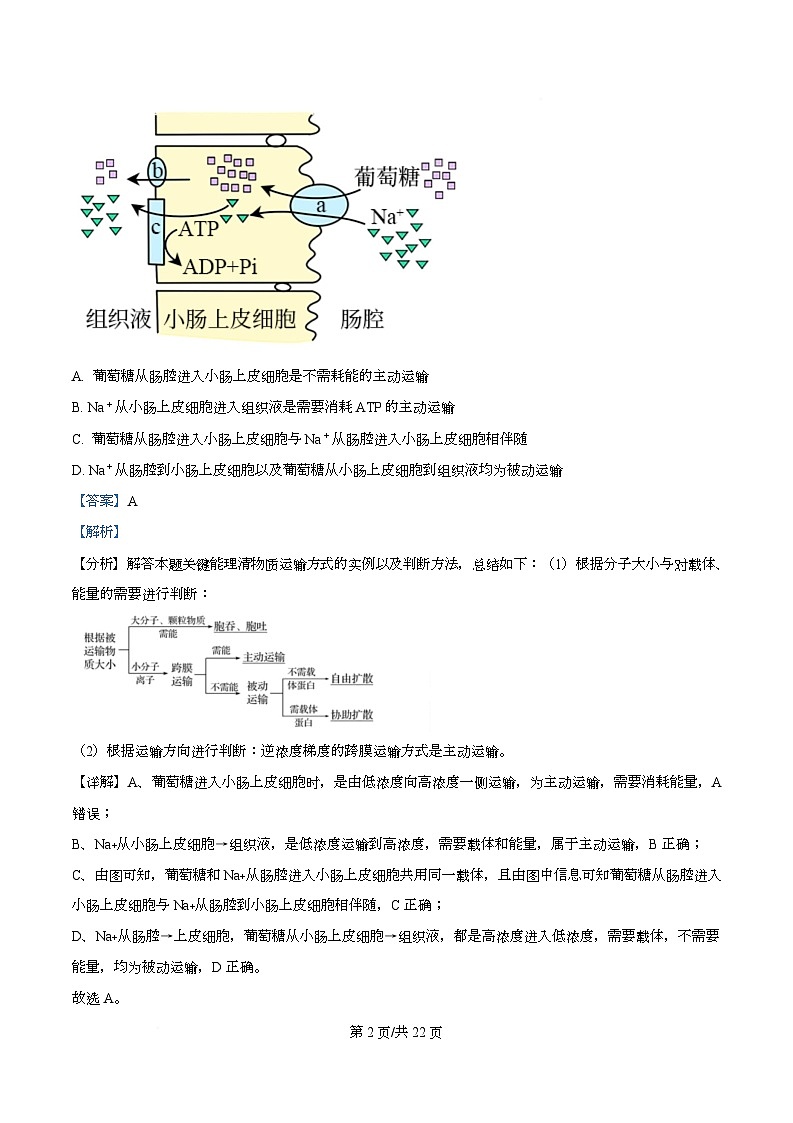 2025届四川省绵阳南山中学高三模拟考试（二）生物试卷 Word版含解析第2页