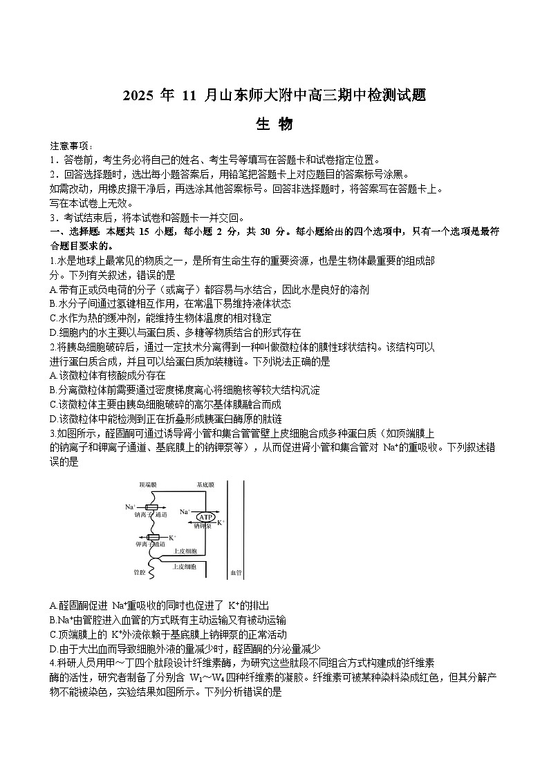 山东师范大学附属中学2026届高三上学期期中考试生物试卷（Word版附答案）第1页