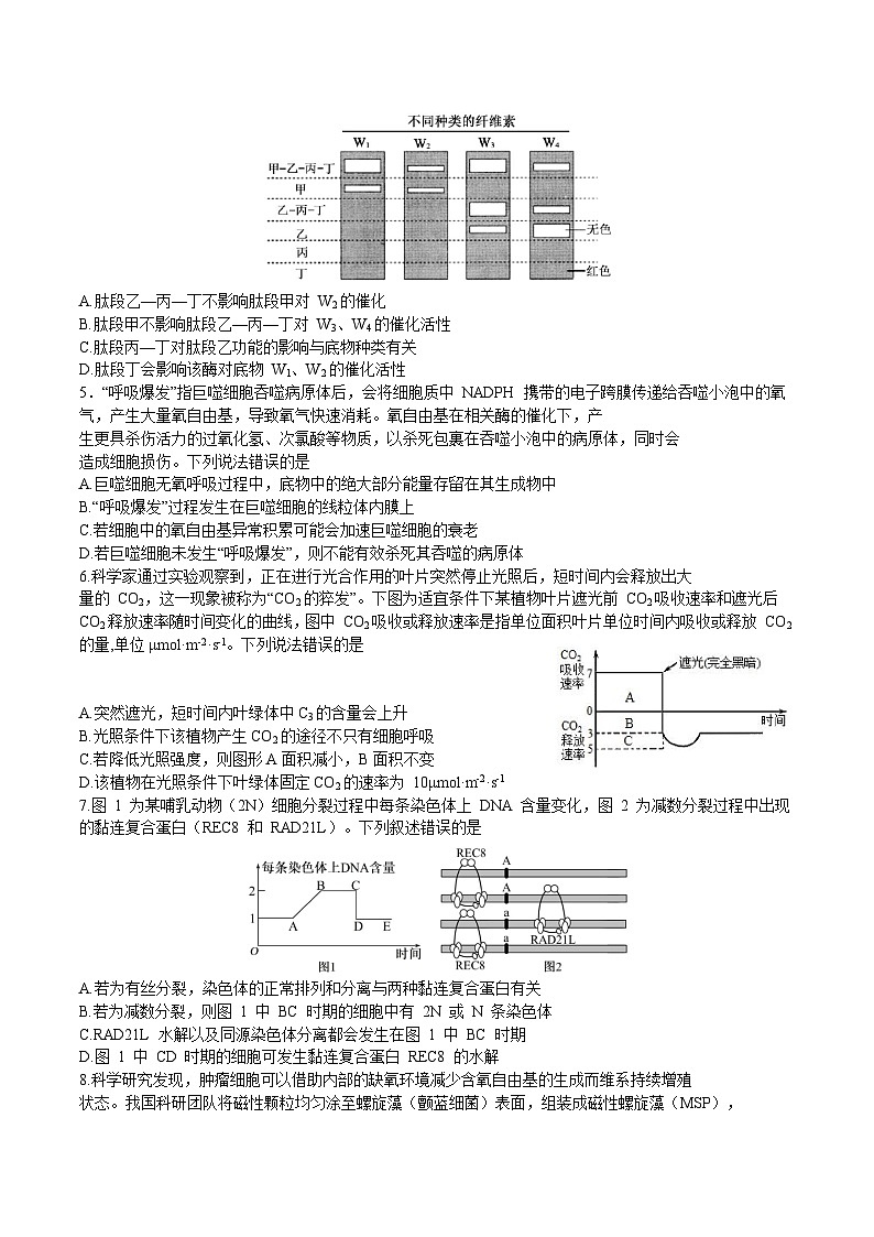 山东师范大学附属中学2026届高三上学期期中考试生物试卷（Word版附答案）第2页