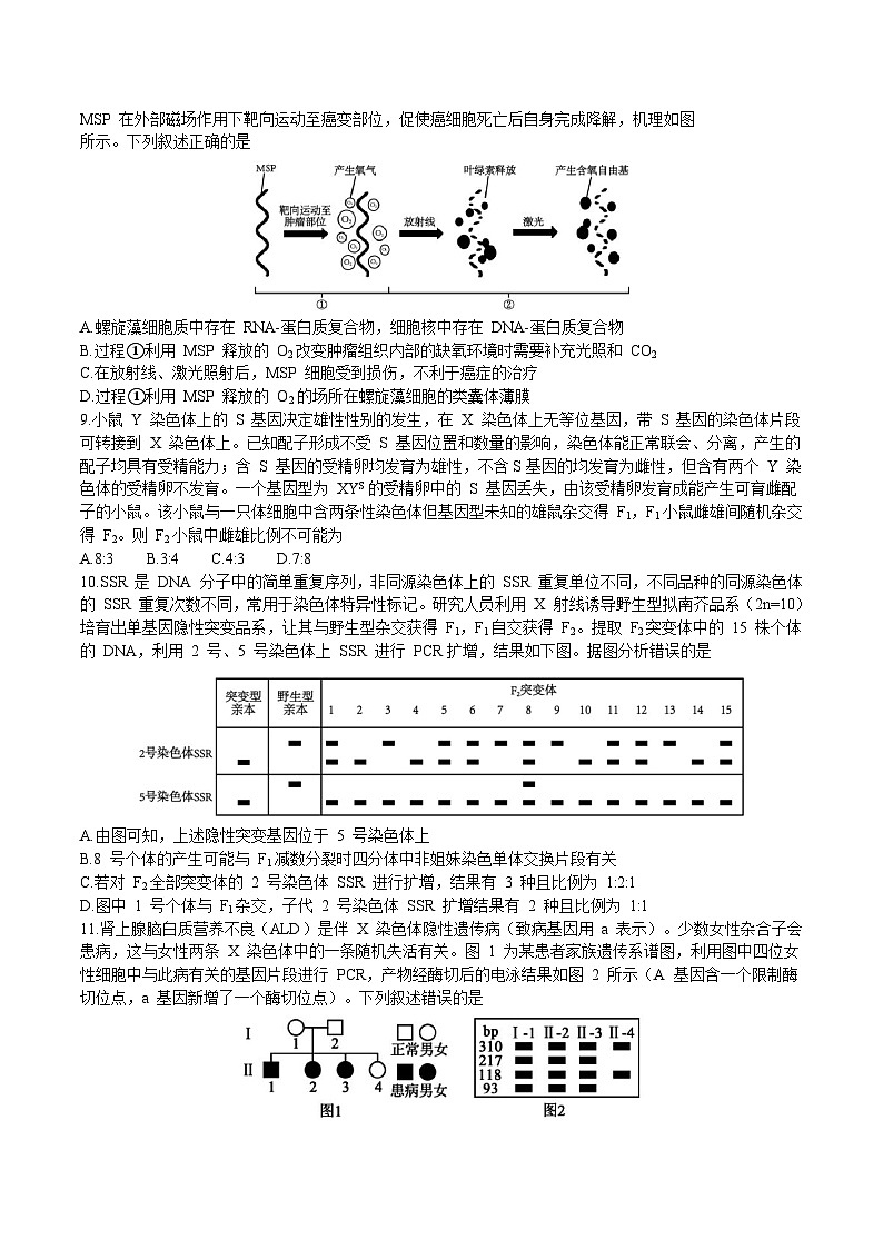 山东师范大学附属中学2026届高三上学期期中考试生物试卷（Word版附答案）第3页