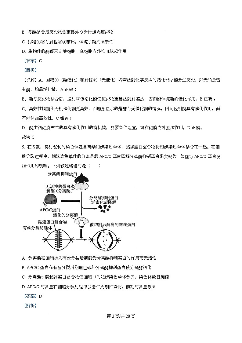 四川省成都市树德中学2026届高三上学期期中考试生物试题 Word版含解析第3页