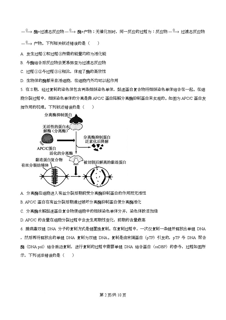 四川省成都市树德中学2026届高三上学期期中考试生物试题（原卷版）第2页