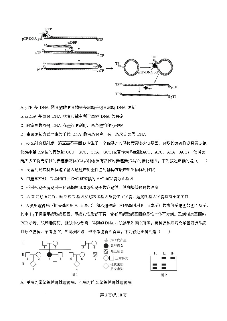 四川省成都市树德中学2026届高三上学期期中考试生物试题（原卷版）第3页