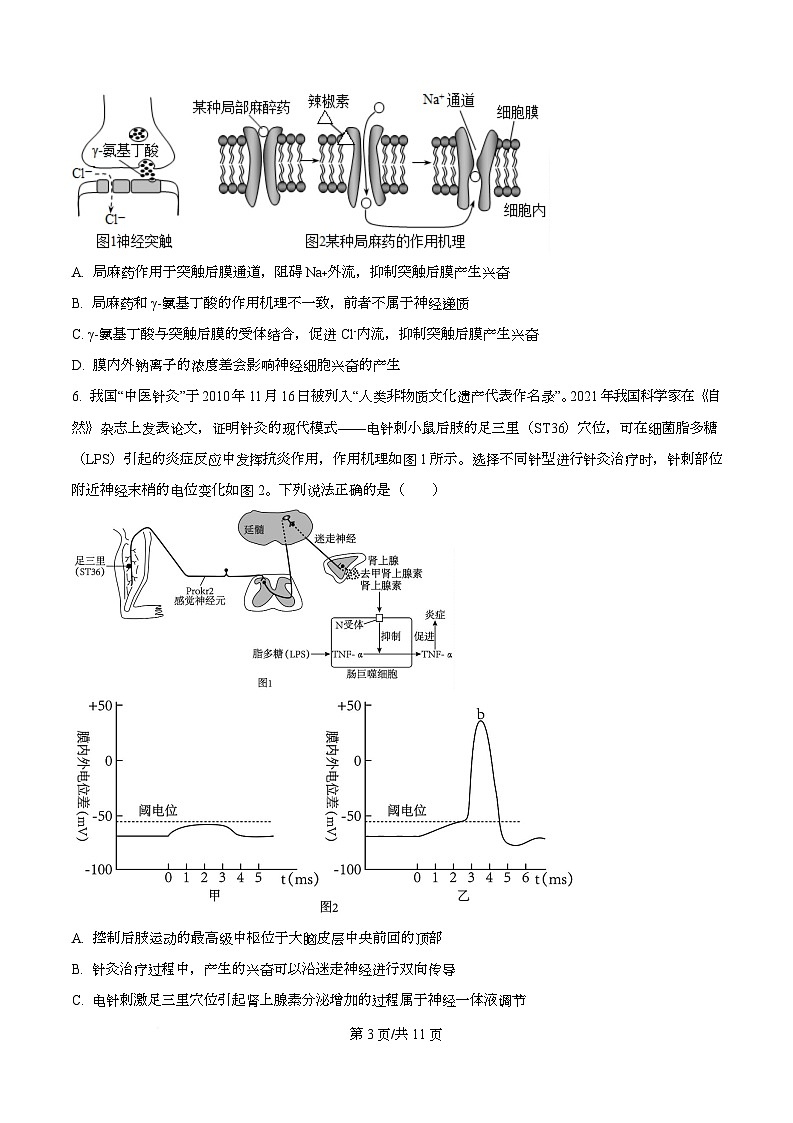 四川省绵阳南山中学2024-2025学年高三下学期高考模拟考试（四）生物试卷（原卷版）第3页