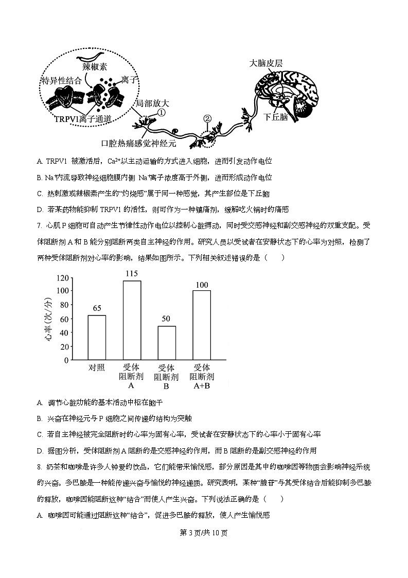 重庆市育才中学2025-2026学年高二上学期期中考试生物试题（原卷版）第3页