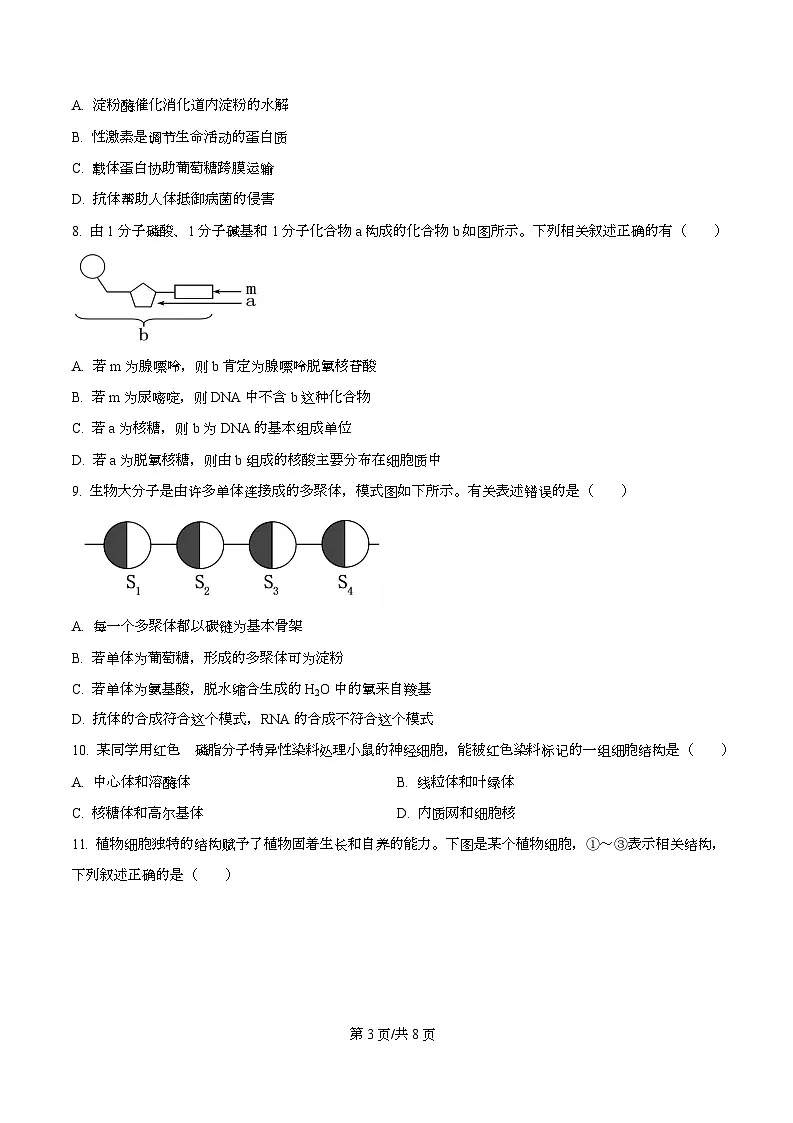 安徽省“皖南八校”2025-2026学年高一上学期期中考试生物试卷 Word版无答案第3页