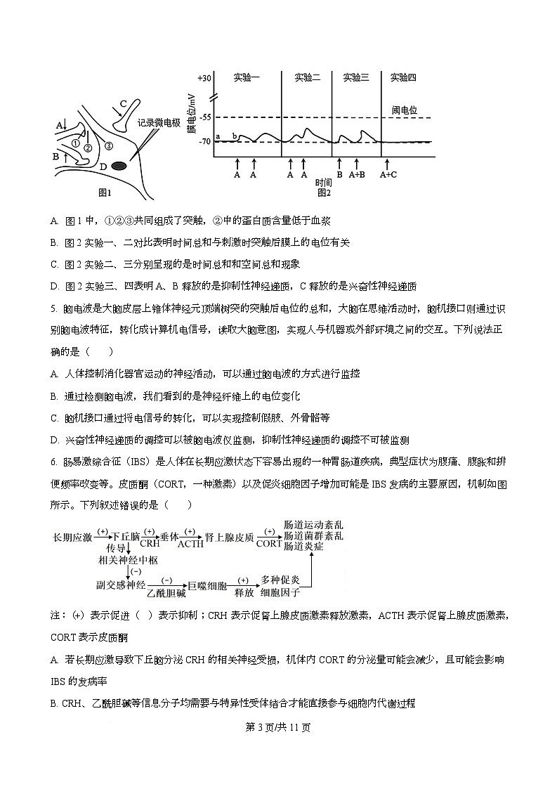 安徽省智学大联考皖中名校联盟（合肥市第八中学）2025-2026学年高二上学期期中考试生物试题A  Word版无答案第3页