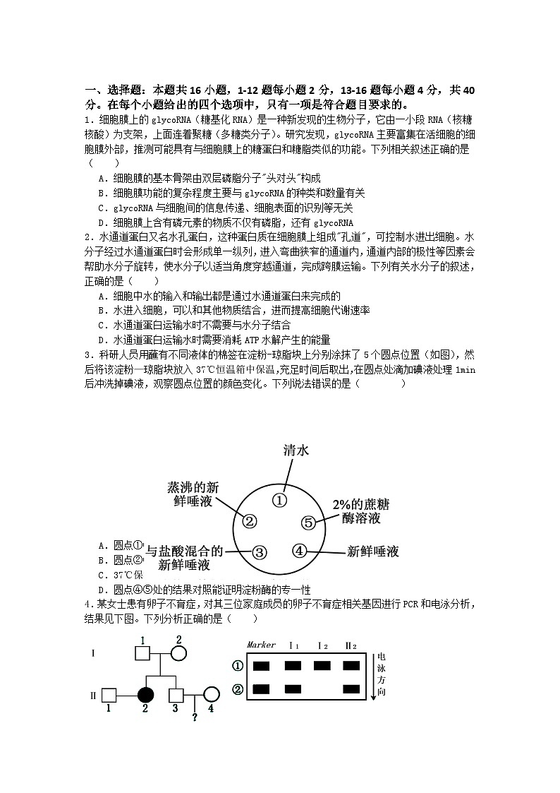 广东省惠州市实验中学2025-2026学年高三上学期12月阶段性检测生物试题第1页