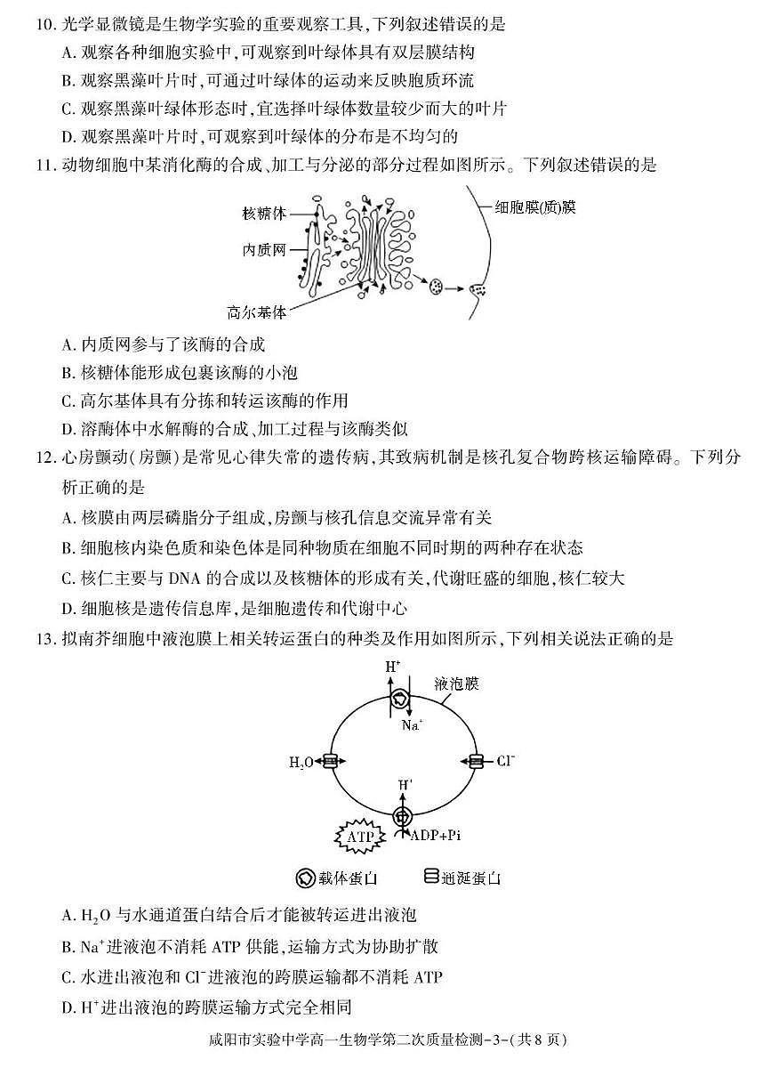 陕西省咸阳市实验中学2025-2026学年高一上学期第二次质量检测生物试卷含答案第3页