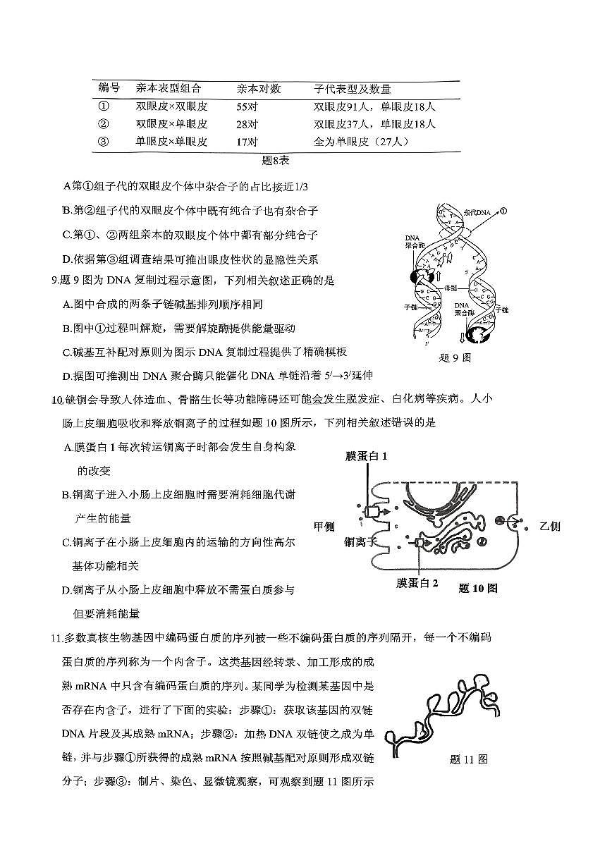 稳昇高教育2025-2026学年（上）高2026届12月联考生物第3页