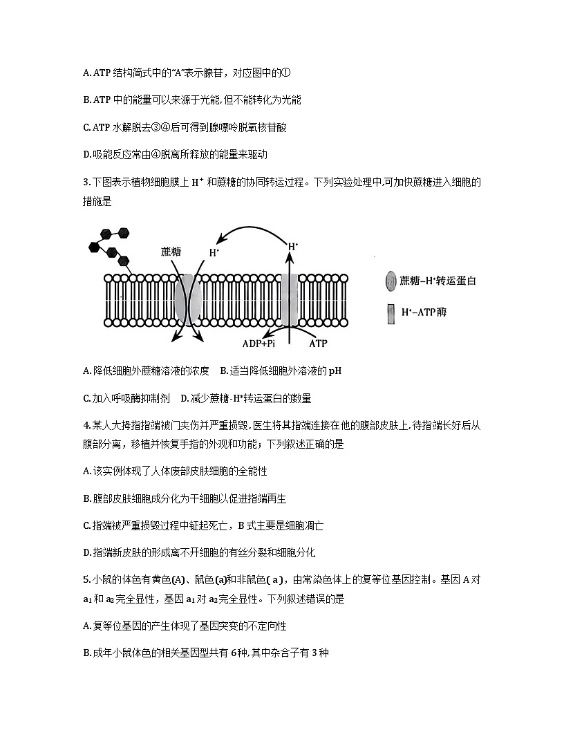 山西省太原市2025-2026学年高三上学期期中考试生物试卷（Word版附答案）第2页