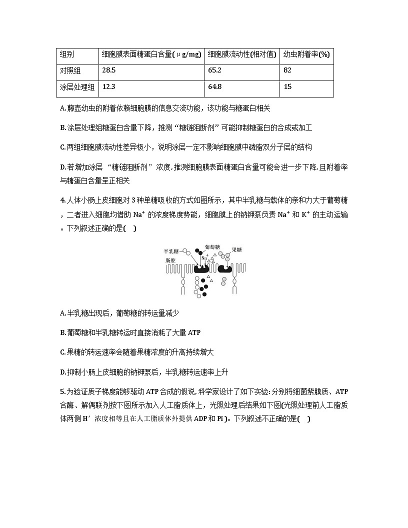 四川省成都市第七中学2025-2026学年高三上学期11月期中考试生物试卷（Word版附答案）第2页