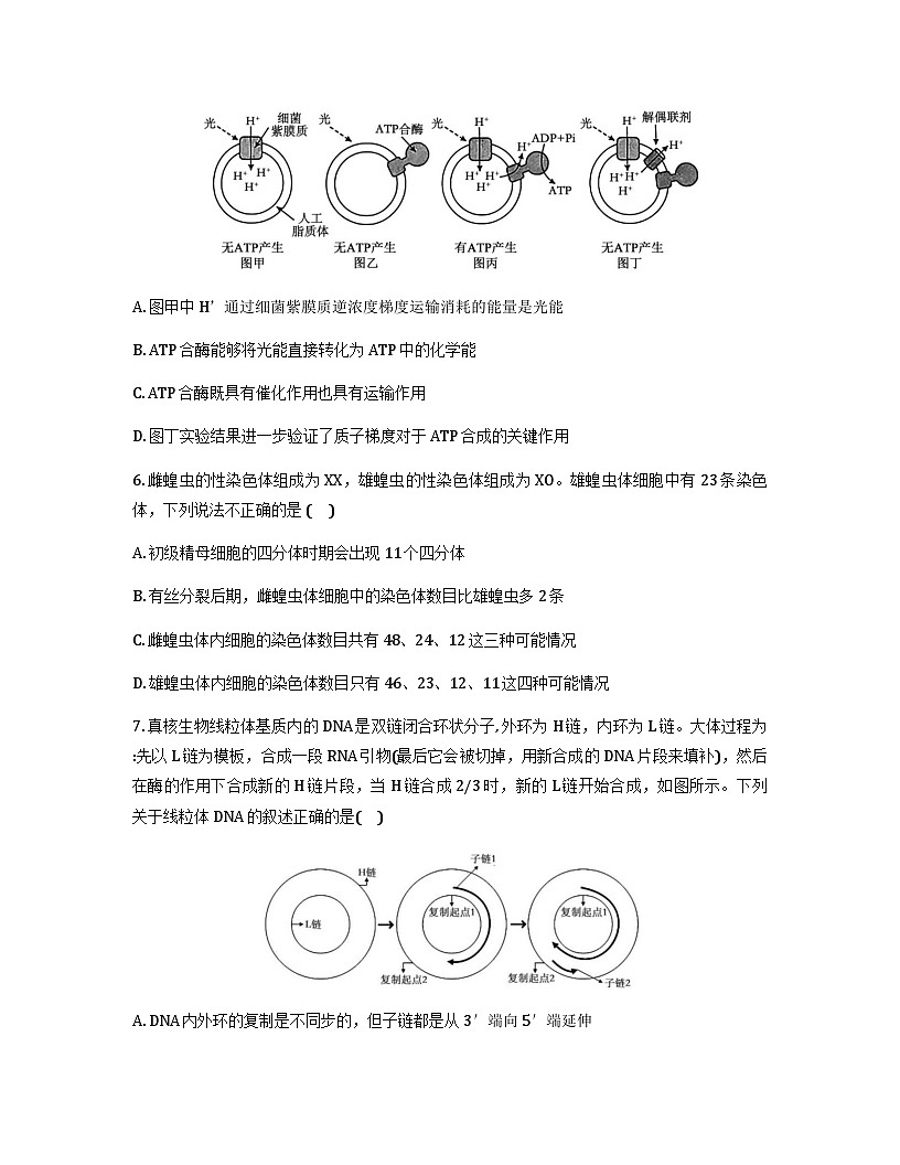 四川省成都市第七中学2025-2026学年高三上学期11月期中考试生物试卷（Word版附答案）第3页