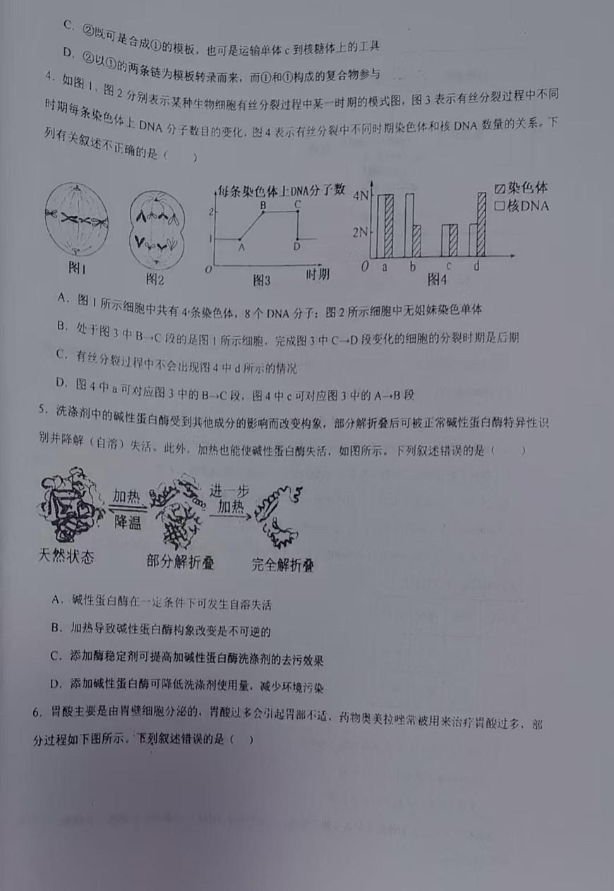 海南部分学校2025-2026学年高三上学期第二次月考生物试题第2页