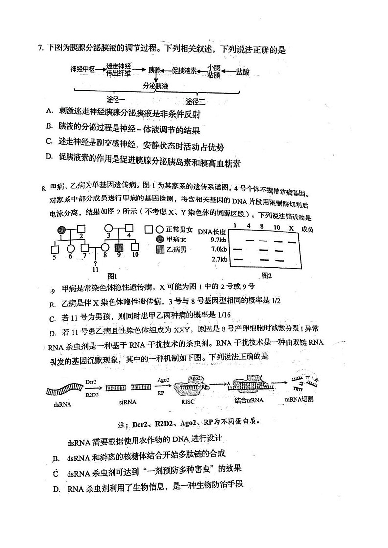 山东省青岛第五十八中学2024—2025学年高三上学期期末考试生物试题第3页