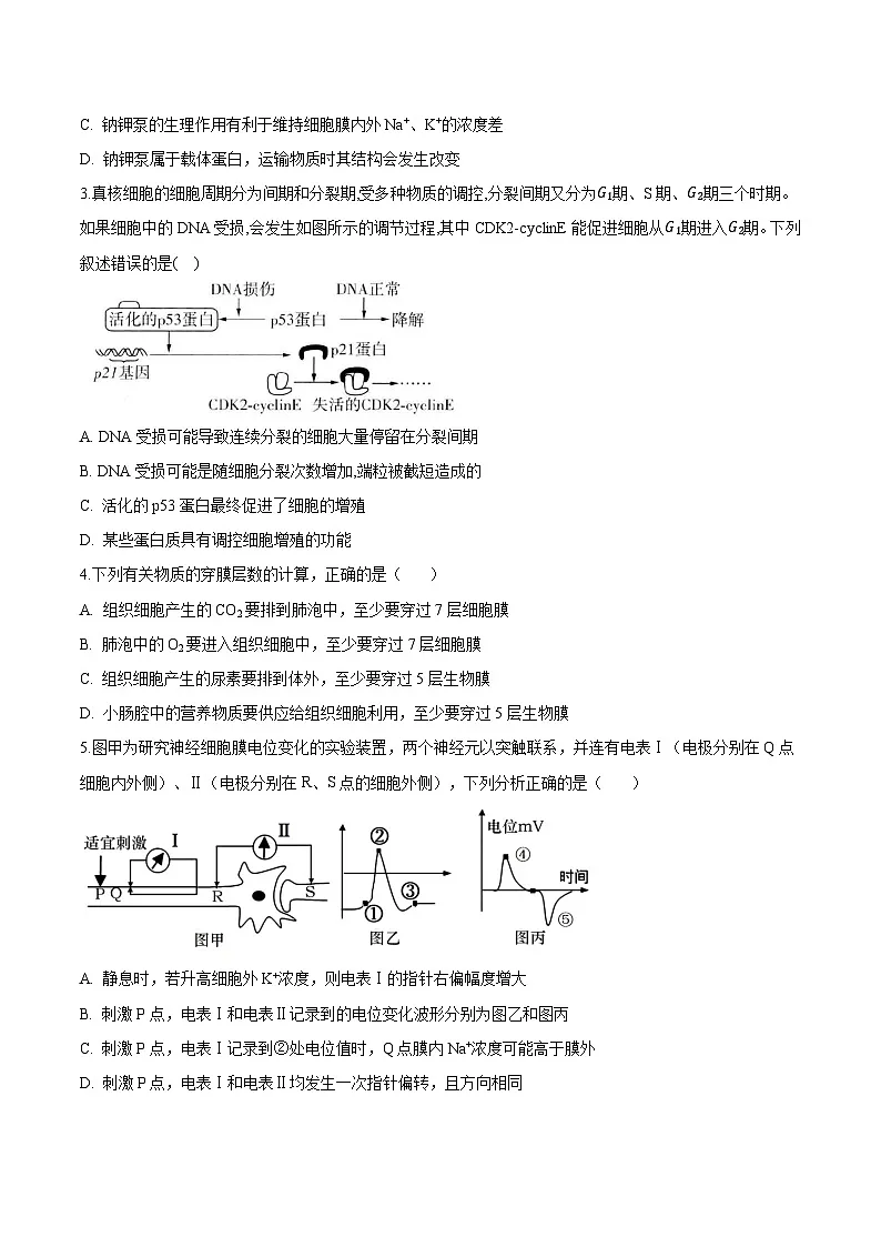 四川省绵阳中学2026届高三上学期期中考试 生物试卷(含答案）第2页