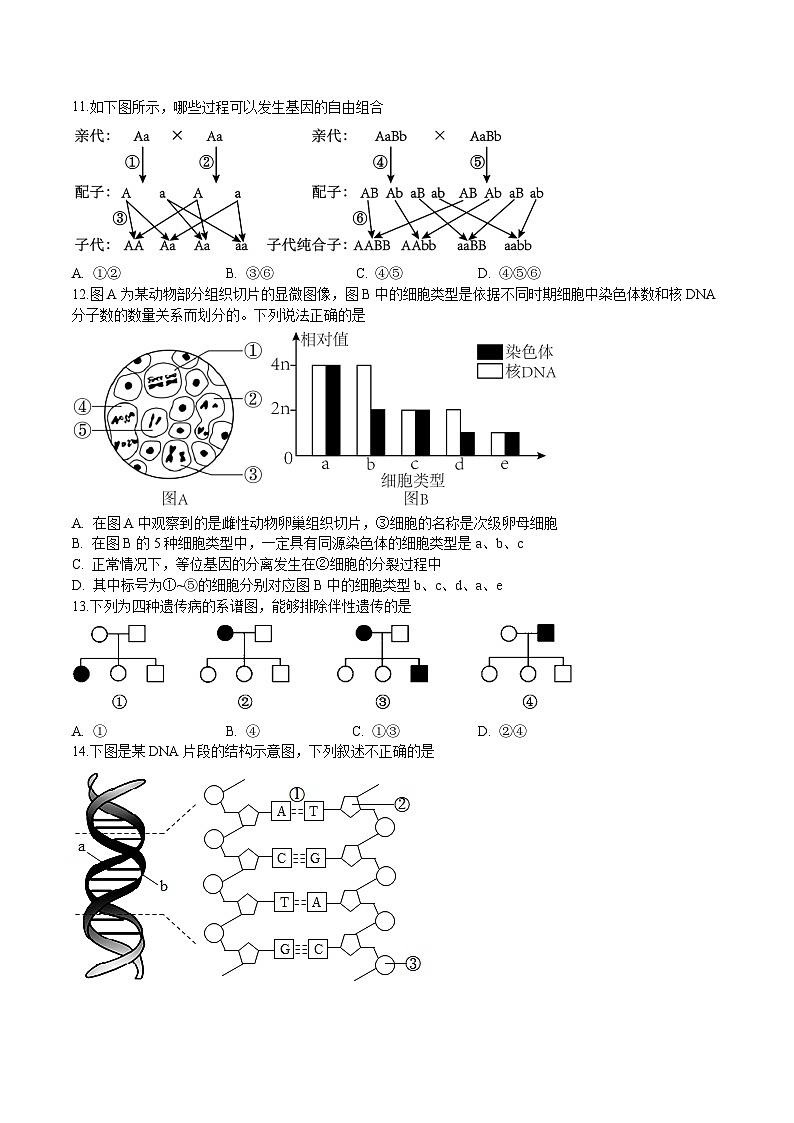 安徽省淮北市重点高中2026届高三上学期期中考试 生物试卷（含答案）第3页