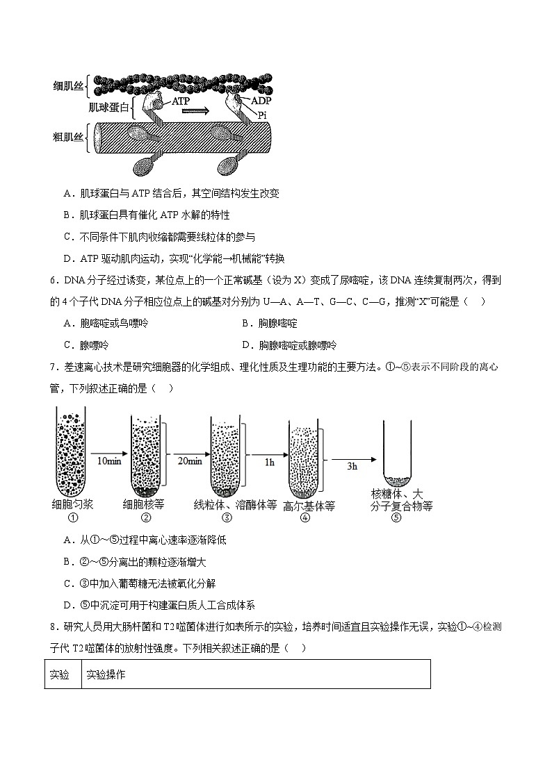福建省福州第一中学2026届高三上学期11月期中考试 生物试卷（含答案）第2页