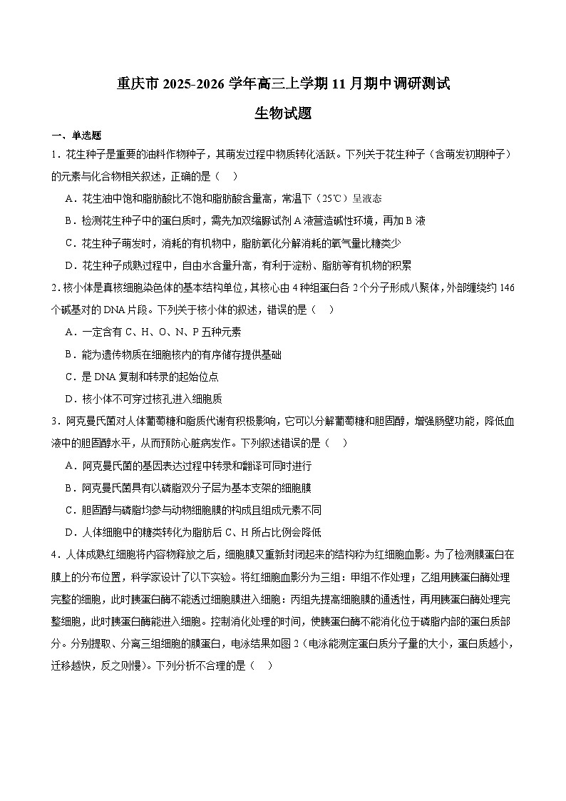 重庆市普通高中2026届高三上学期11月调研测试 生物试卷（含答案）第1页