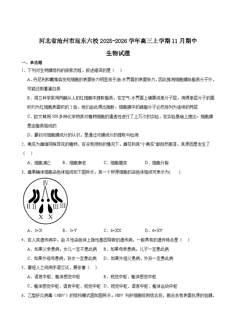河北省沧州市运东六校2026届高三上学期11月期中考试生物试题（Word版附答案）第1页