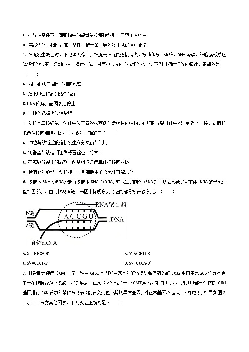 安徽省皖西南联盟2026届高三上学期开学考试 生物试卷（含答案）第2页