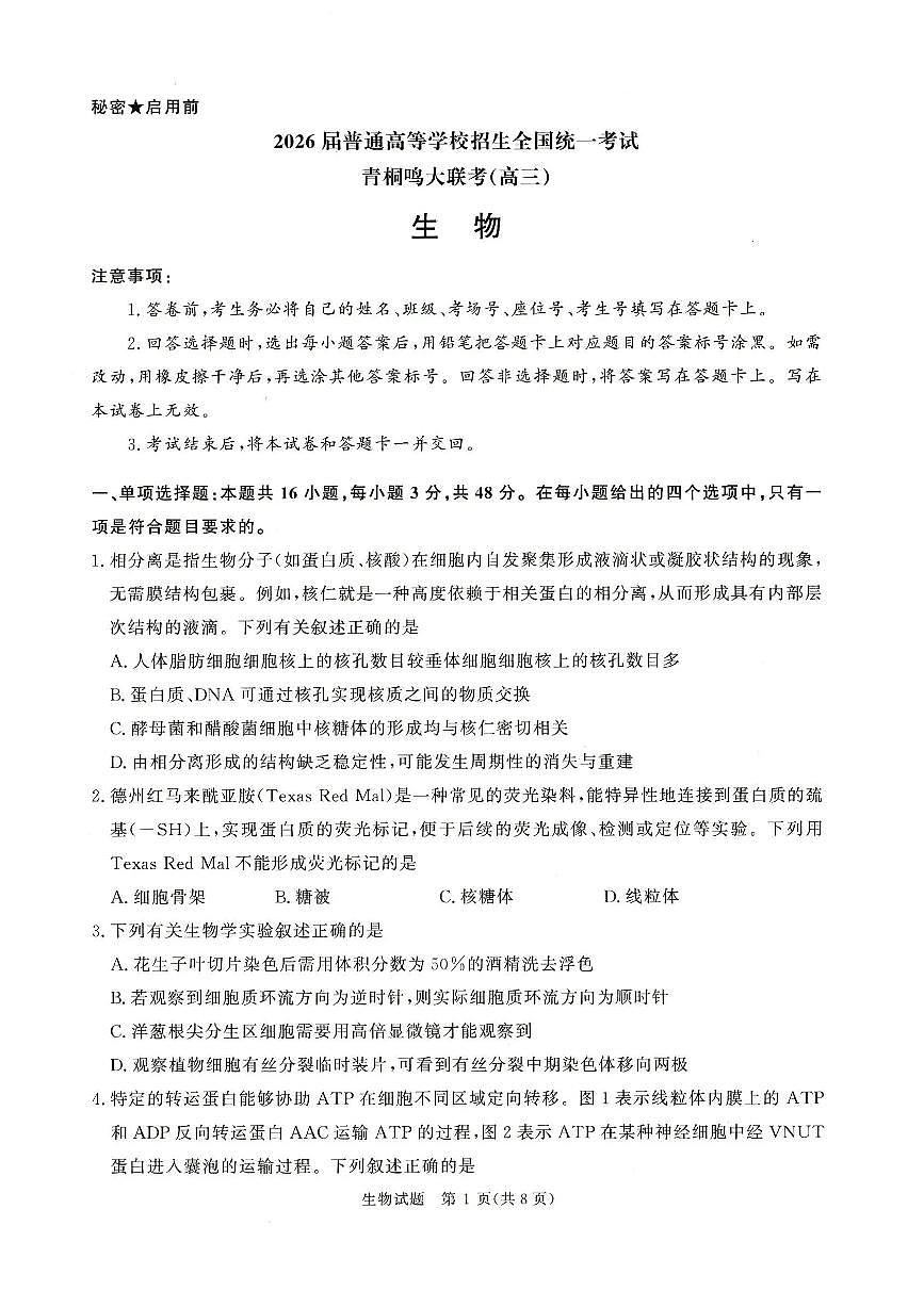 2025-2026学年高三上学期12月河南省青桐鸣大联考生物学试卷（含答案）第1页