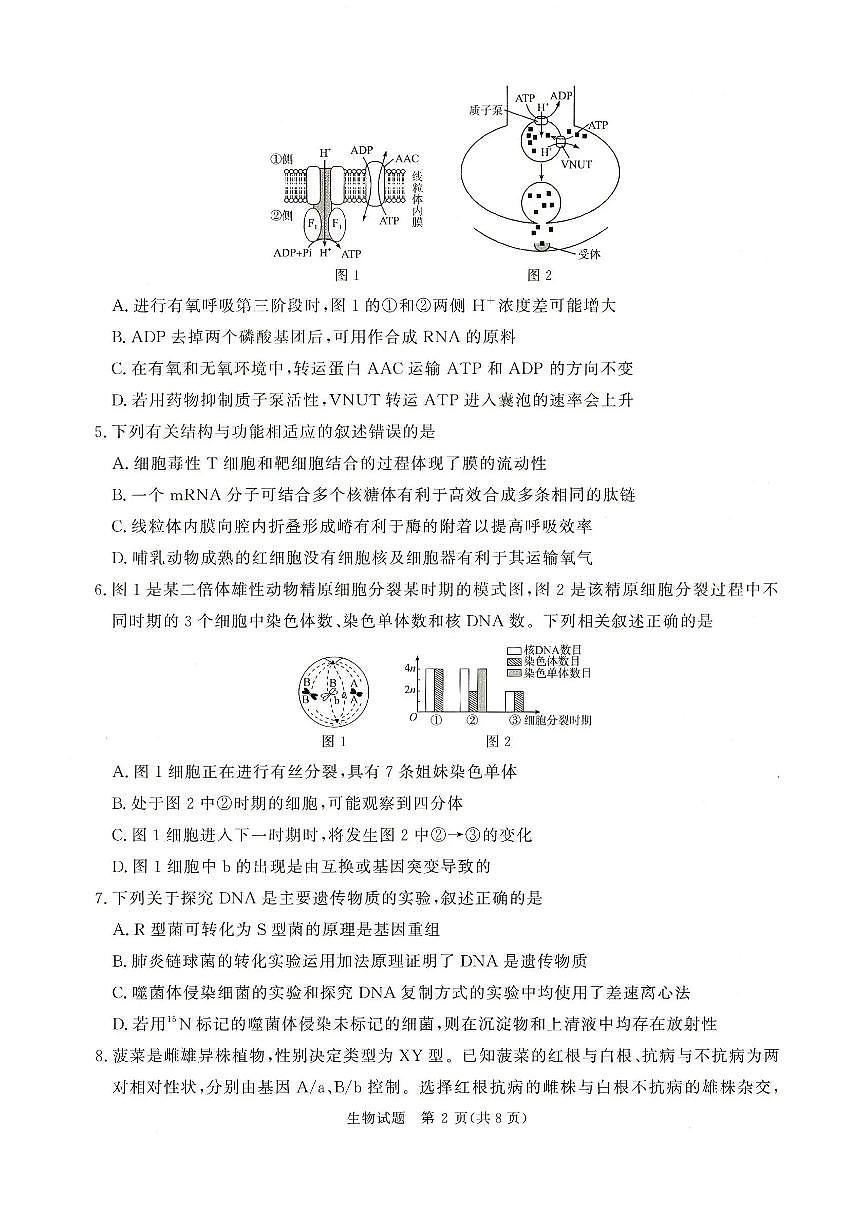 2025-2026学年高三上学期12月河南省青桐鸣大联考生物学试卷（含答案）第2页