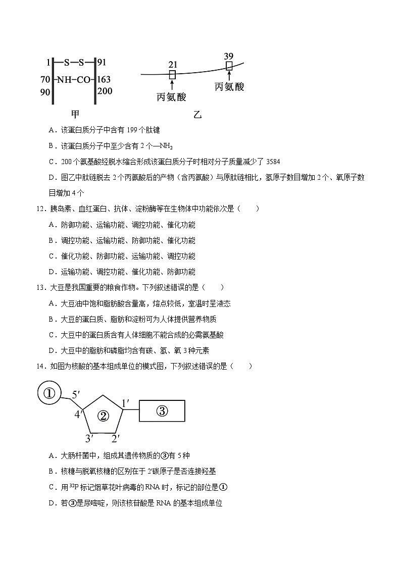 江苏省徐州市2025-2026学年高一上学期期中考试生物试卷（Word版附答案）第3页
