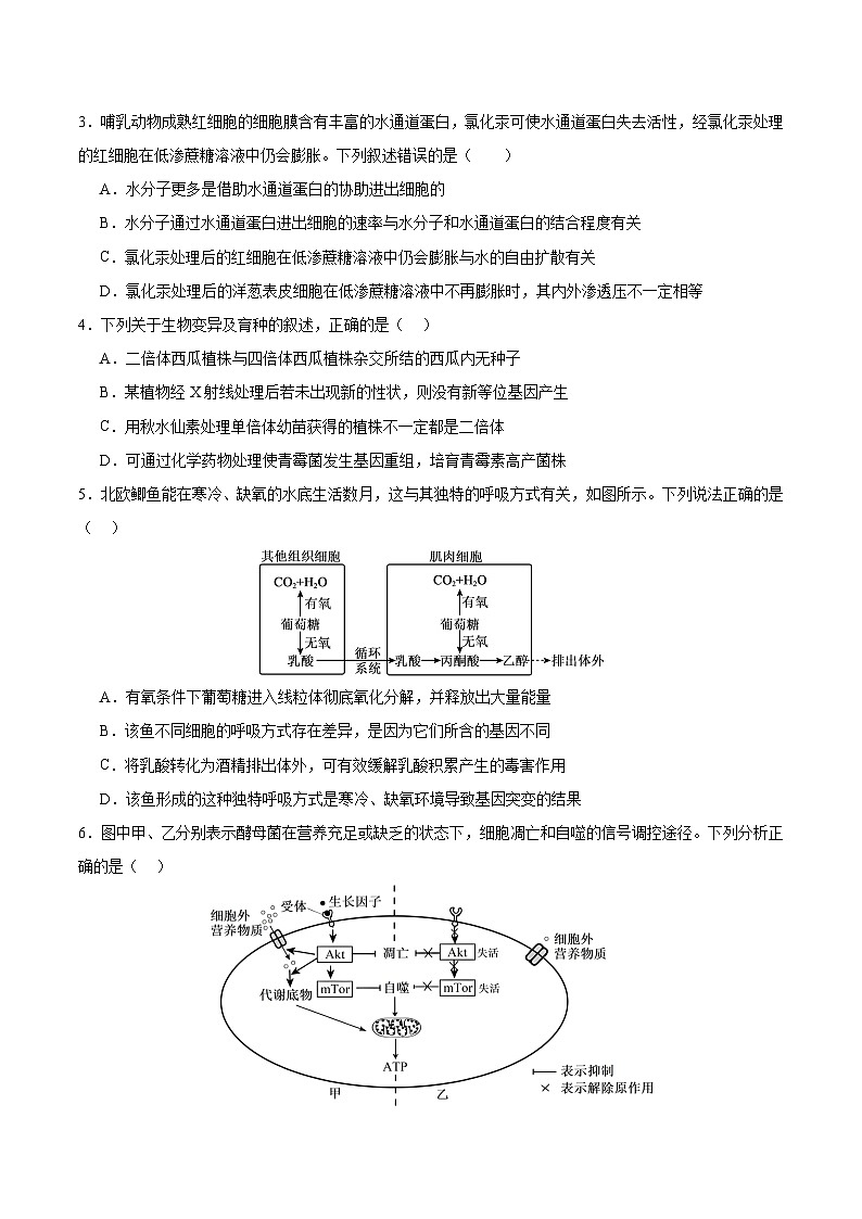 辽宁省实验中学2026届高三上学期期中考试生物试卷（Word版附解析）第2页