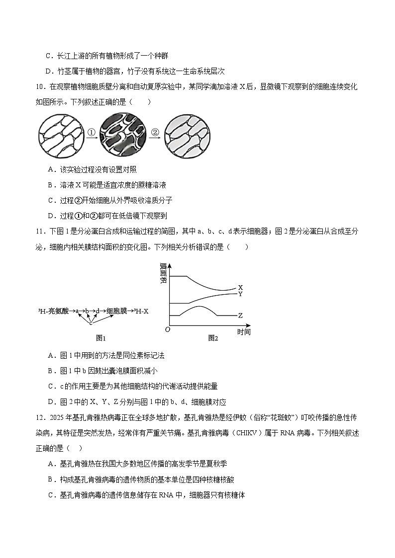 山西省阳泉市第一中学校2025-2026学年高一上学期11月期中考试生物试卷（Word版附答案）第3页