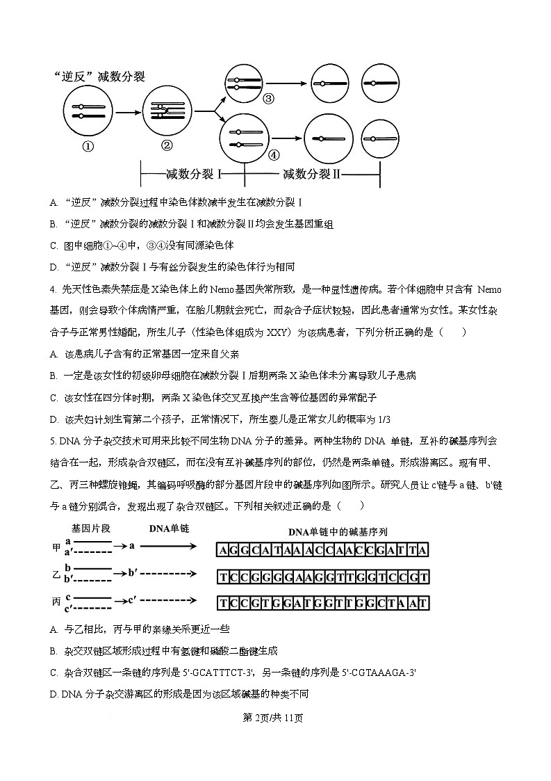 湖南省长沙市雨花区长沙市雅礼中学2025-2026学年高三上学期12月月考生物试题（原卷版）第2页