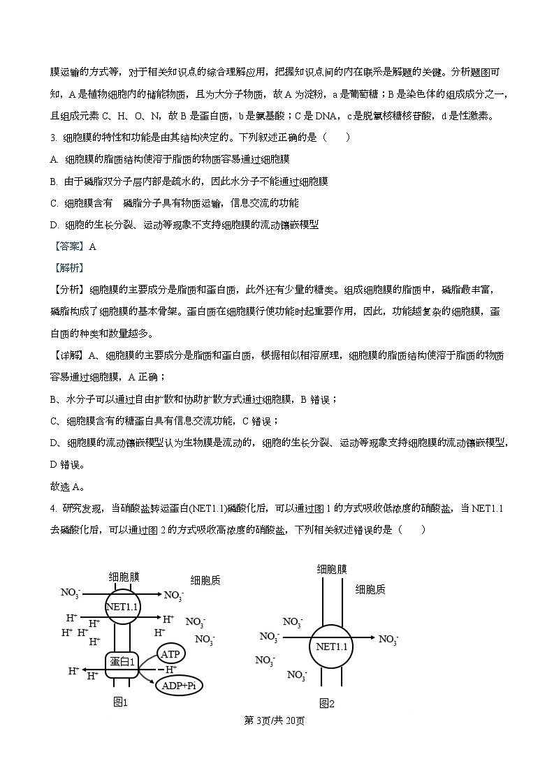 2026届湖北省八校联考二模生物试题 Word版含解析第3页
