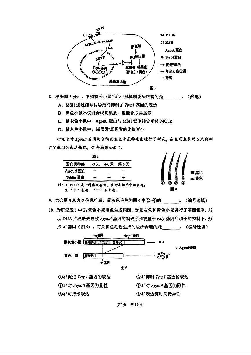 上海市闵行区2025-2026学年高三上学期一模考试生物试题（月考）第3页