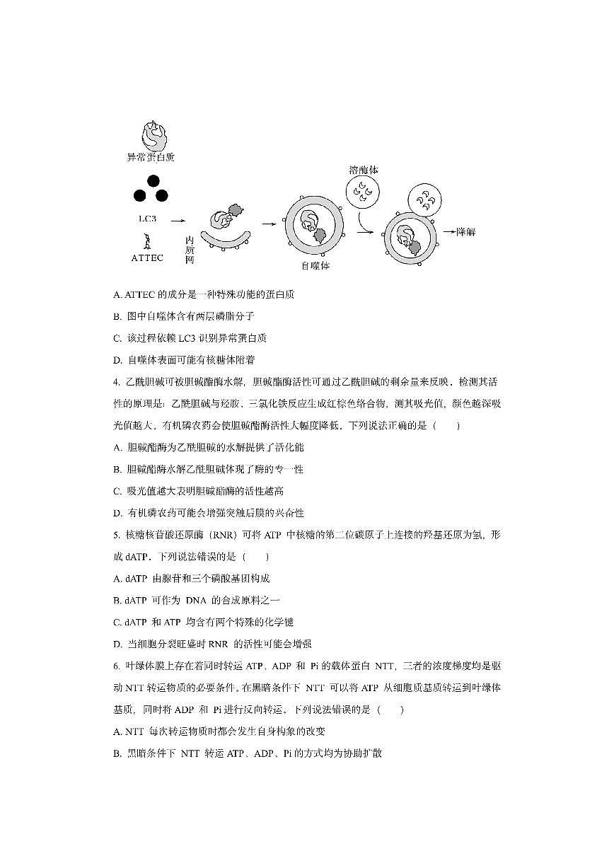 山东省名校联盟2025-2026学年高三上学期期中考试生物试卷（学生版）第2页