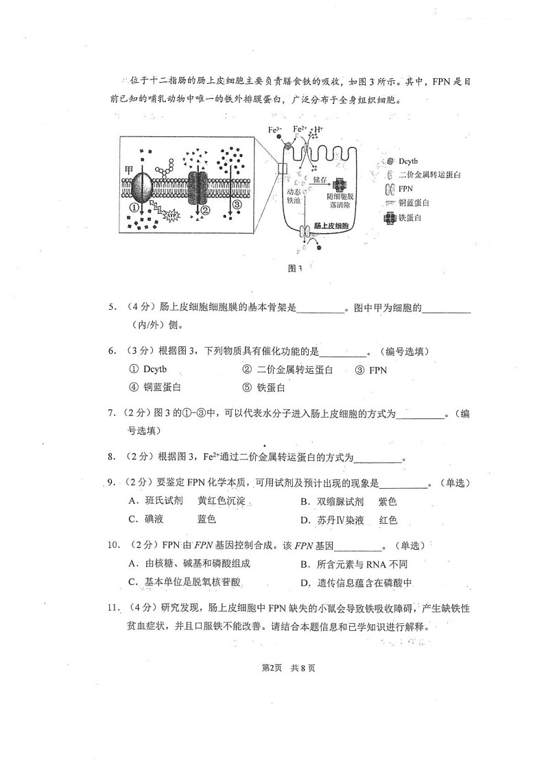 上海市闵行区2024-2025学年高一上学期期末生物试题第2页