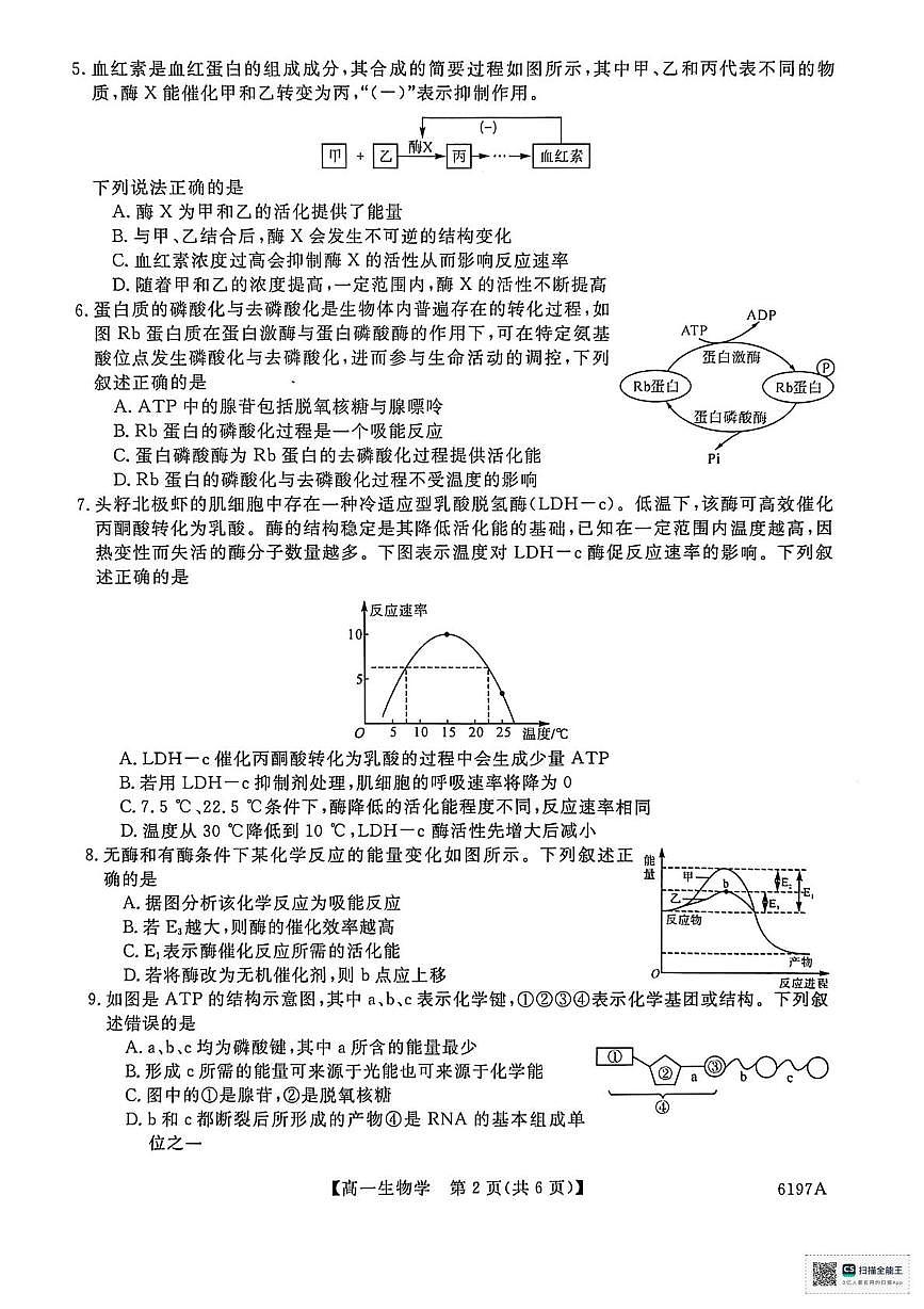 山东省菏泽市鄄城县第一中学2025-2026学年高一上学期12月月考生物试题（PDF版，含部分解析）第2页
