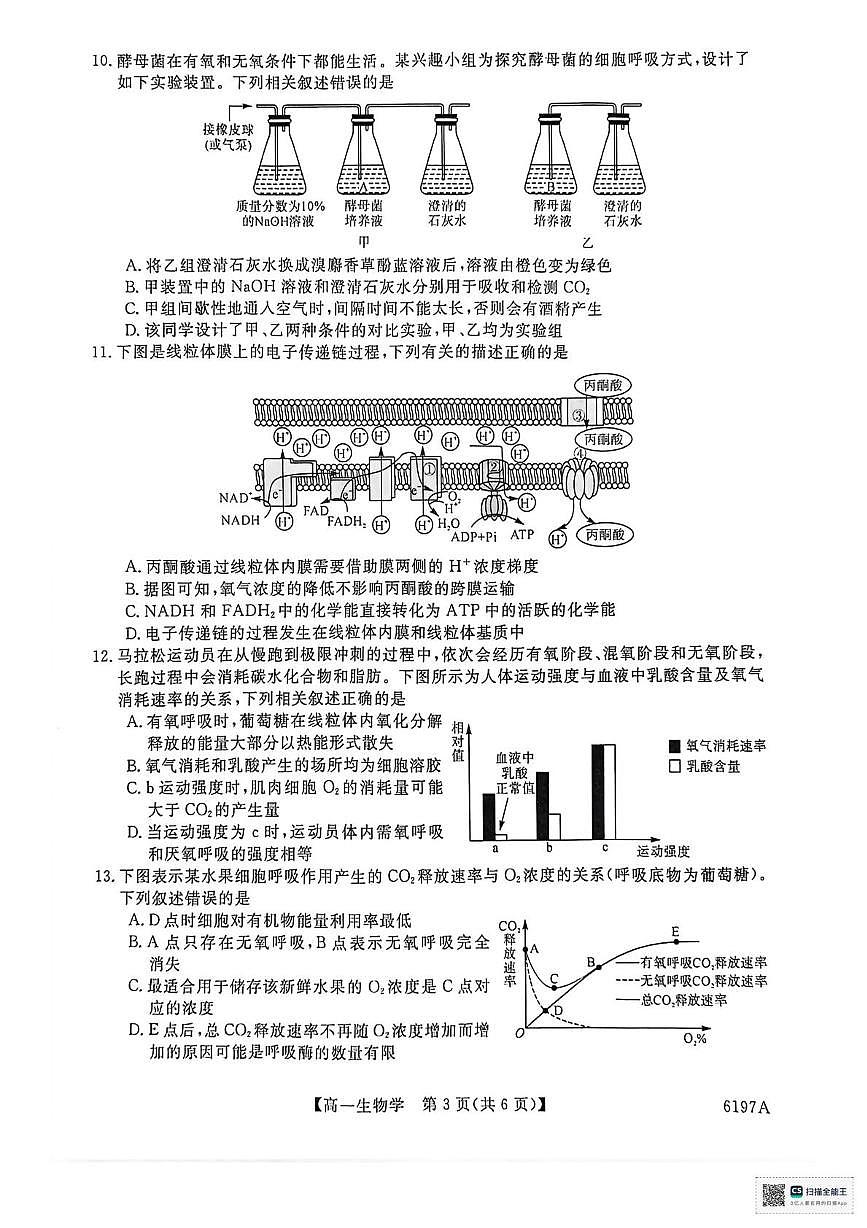 山东省菏泽市鄄城县第一中学2025-2026学年高一上学期12月月考生物试题（PDF版，含部分解析）第3页