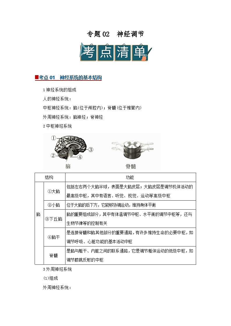 专题02神经调节（word）2025-2026学年高中生物选修一期末复习学案知识清单+习题（解析版）第1页