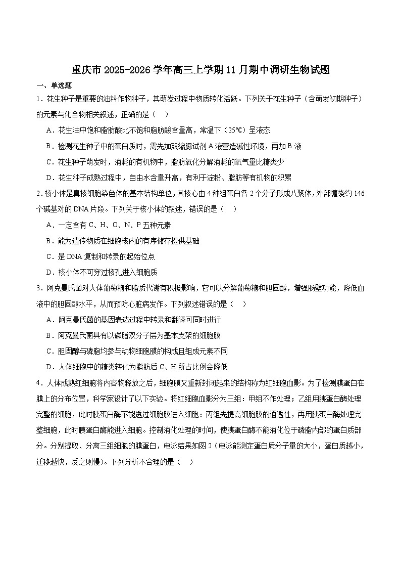 重庆市2025-2026学年高三上学期11月期中调研考试生物试卷（Word版附答案）第1页