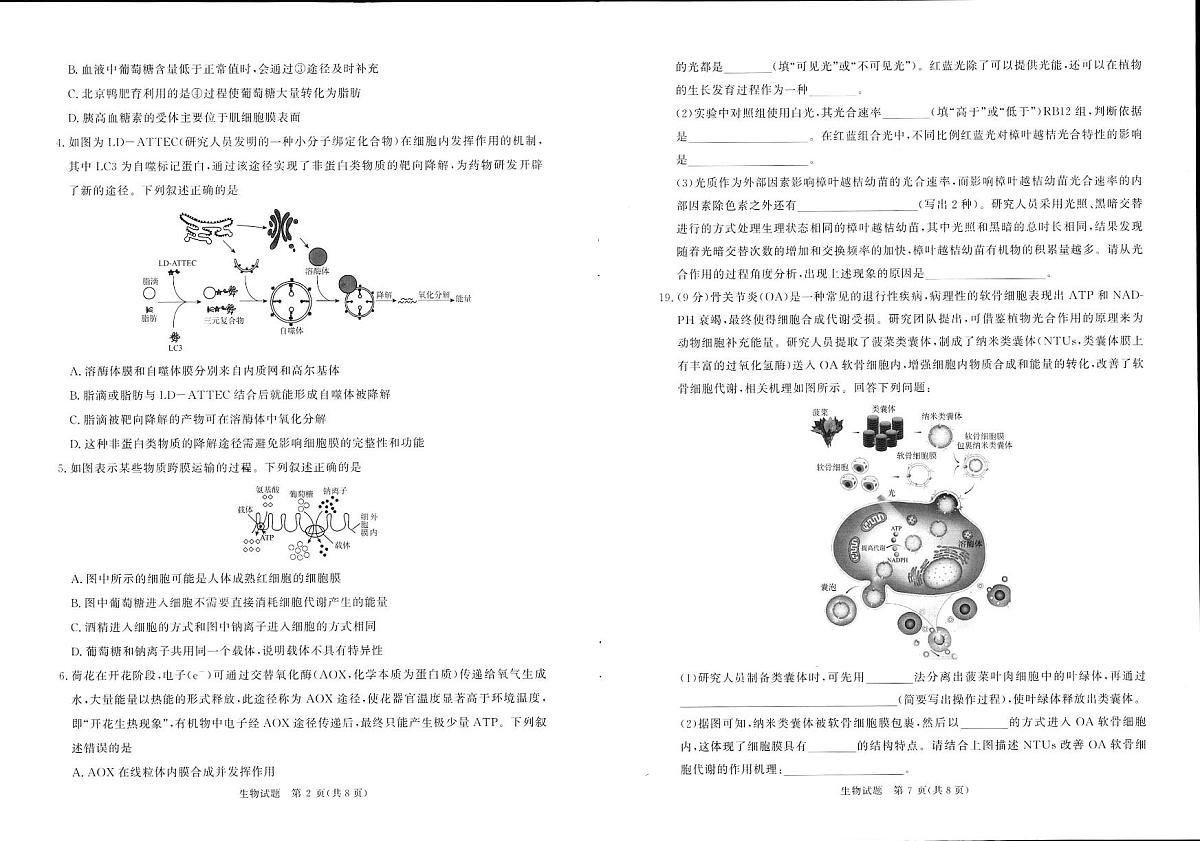 青桐鸣大联考2025-2026学年高三上学期11月联考生物第2页