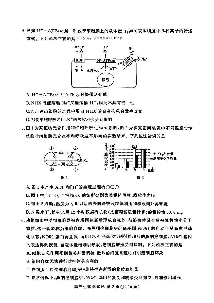 2025-2026学年山东高三上学期12月生物试题及答案第2页