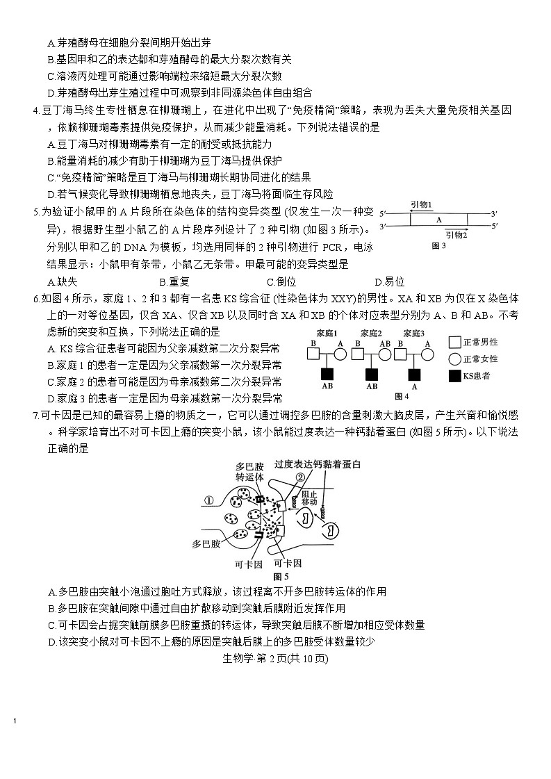重庆市第八中学校2025-2026学年高三上学期12月月考生物试卷第2页