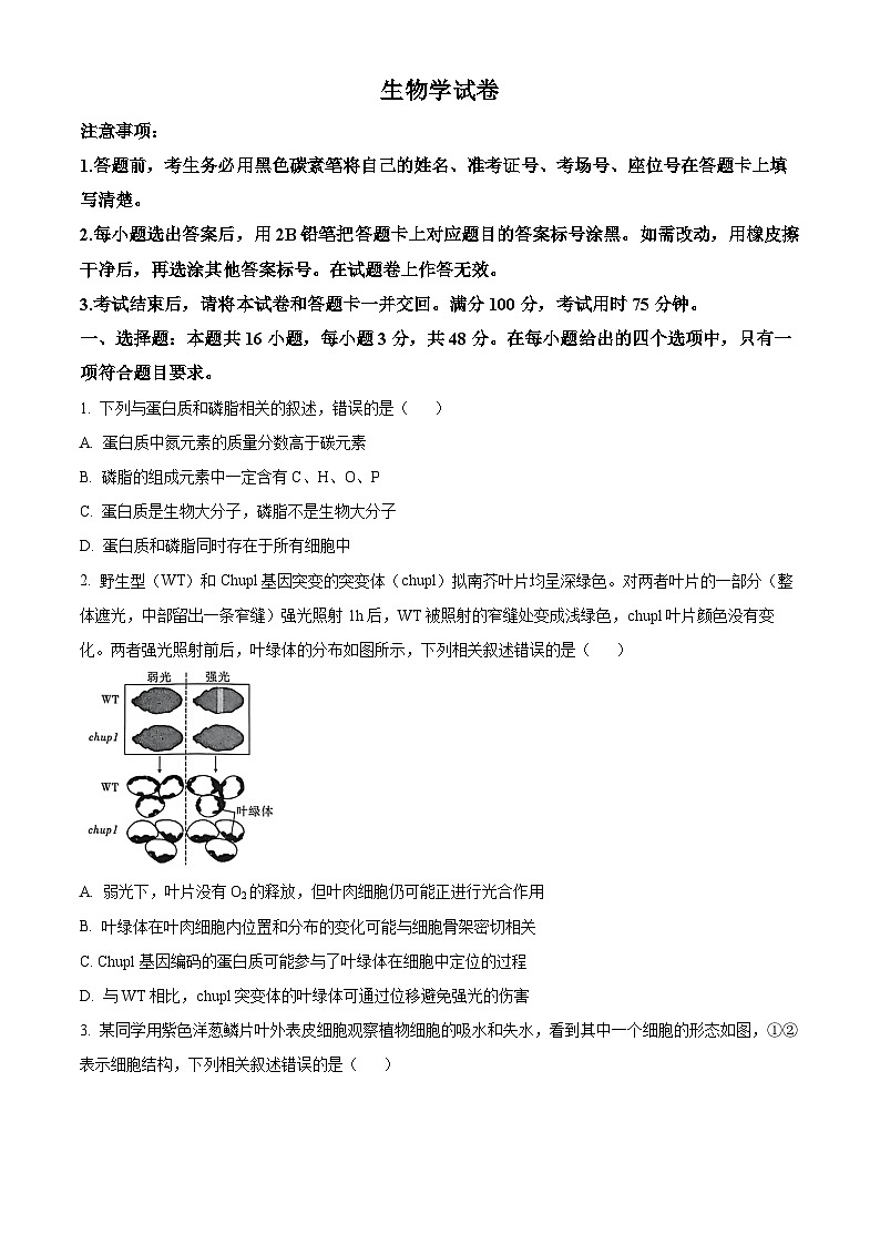 贵州省贵阳市第一中学2025-2026学年高三上学期11月期中考试生物试题（Word版附解析）第1页