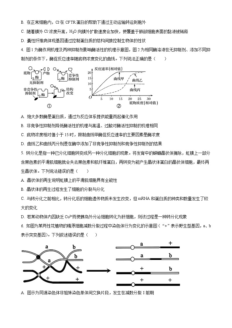 山西大学附属中学2025-2026学年高三上学期11月期中考试生物试题（Word版附解析）第2页