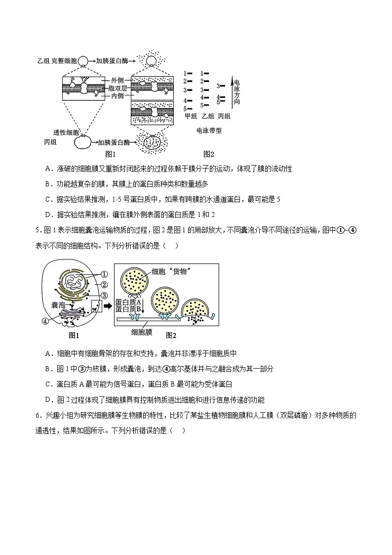 2026重庆市高三上学期11月期中生物含答案第2页