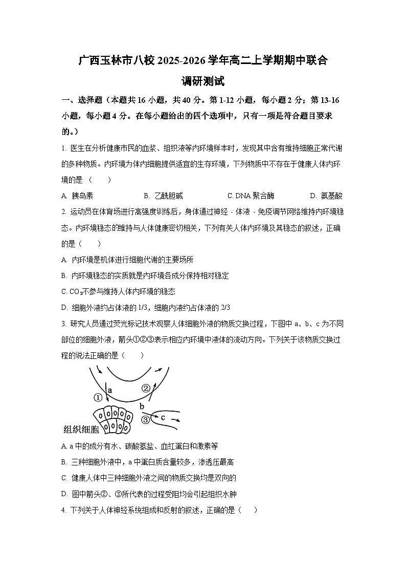 广西玉林市八校2025-2026学年高二上学期期中联合调研测试生物试卷（学生版）第1页