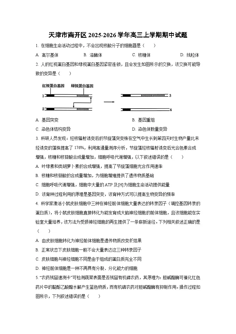 天津市南开区2025-2026学年高三上学期期中生物试卷（学生版）第1页
