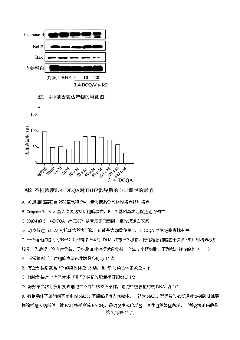 重庆市南开中学2026届高三上学期第四次质量检测生物试卷（原卷版）第3页